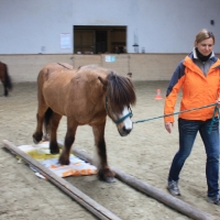 Führungskräfte-Training im Pferdespiegel 412