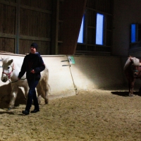 Führungskräfte-Training mit Pferden 119