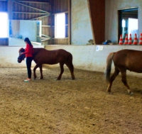 Führungskräfte-Training mit Pferden 522