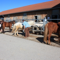 Führungskräfte-Training mit Pferden für Lehrlingsausbilder