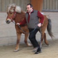 Trainer Pferde