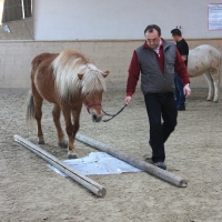 Persönlichkeits-Entwicklung und Methoden-Training mit Pferden 312