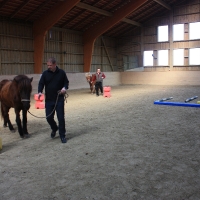 Trainer Pferde