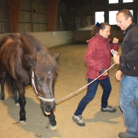 Schnupper-Workshop Pferdetraining