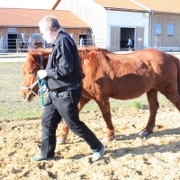 Schnupper-Workshop Pferdetraining 413
